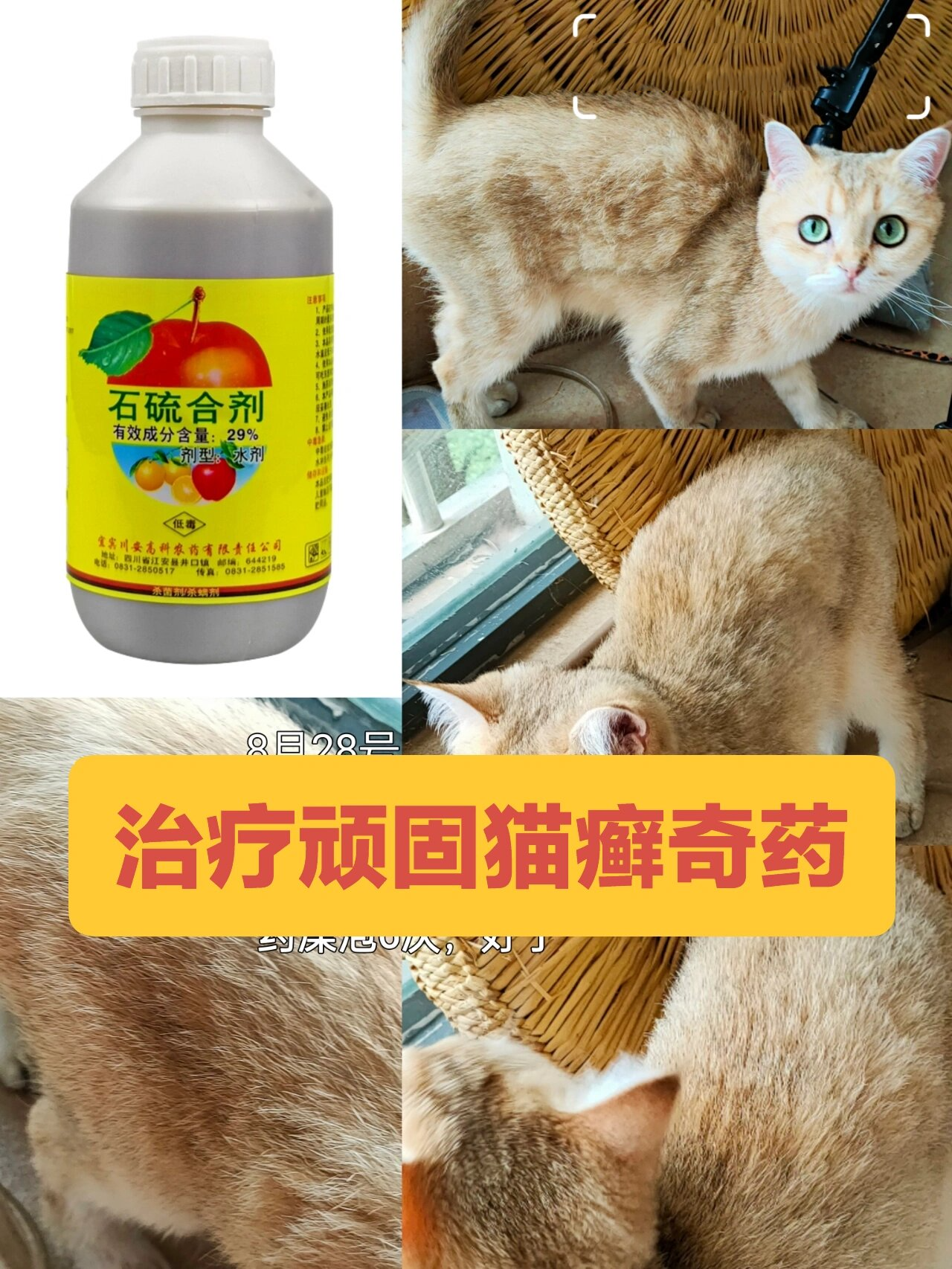 人被传染猫癣用什么药(人被传染了猫藓怎么办擦什么药膏) 人被传染猫癣用什么药(人被传染了猫藓怎么办擦什么药膏)