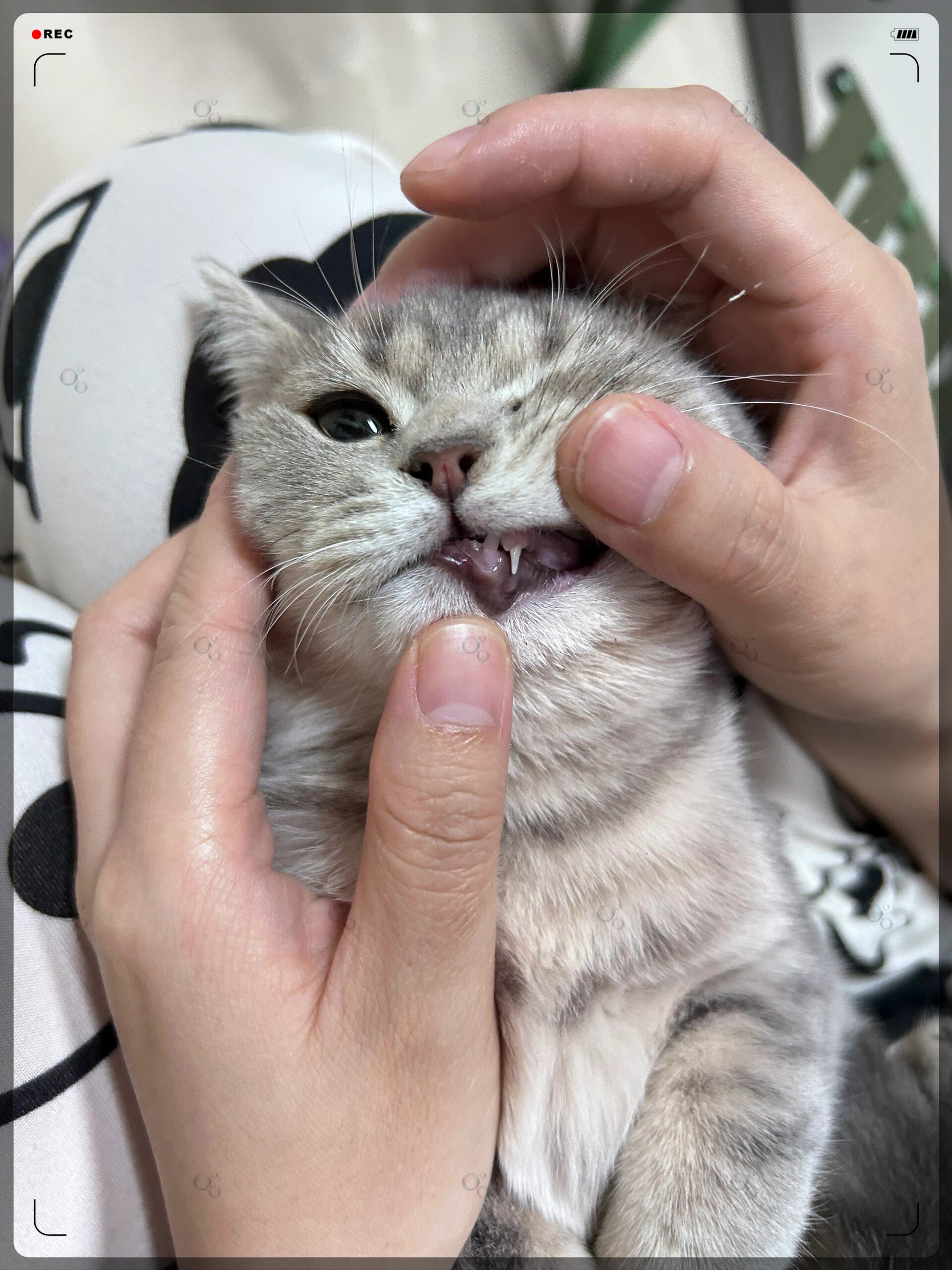 小猫几个月换牙(小猫几个月换牙?) 小猫几个月换牙(小猫几个月换牙?)