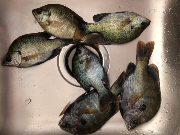 重出江湖打一动物(重出江湖的动物是什么生肖) 重出江湖打一动物(重出江湖的动物是什么生肖)