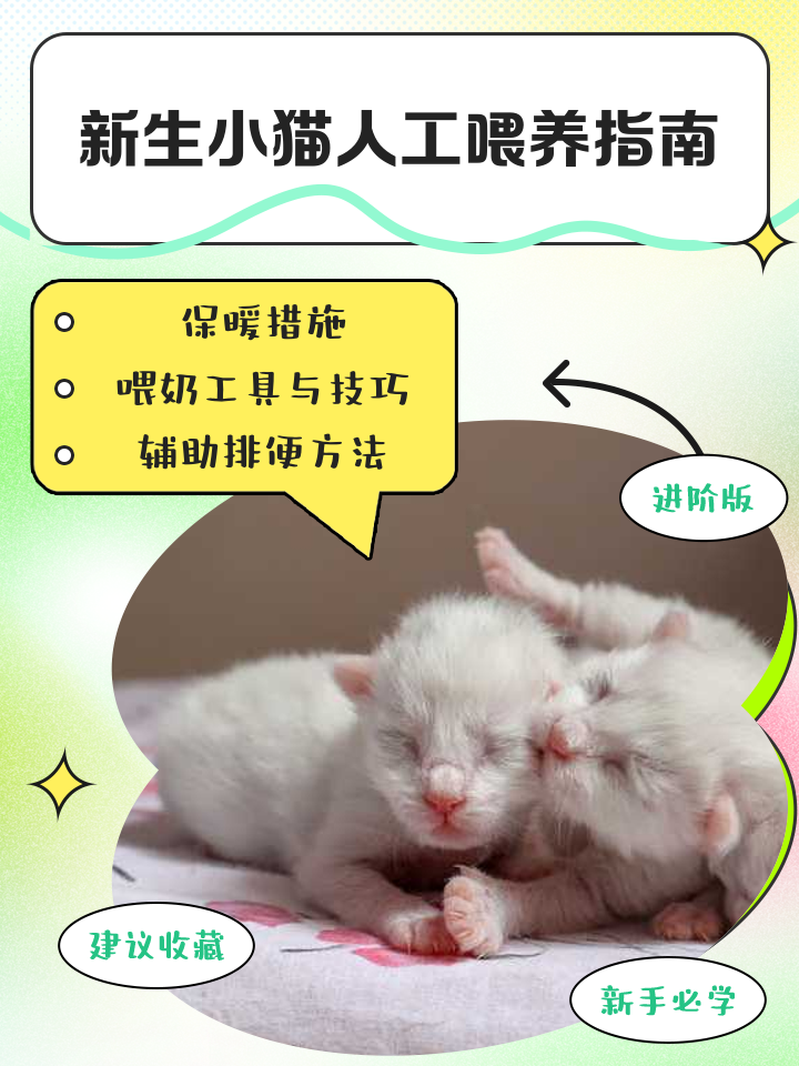 小猫生产过程需要多久(小猫生产过程需要多久时间)