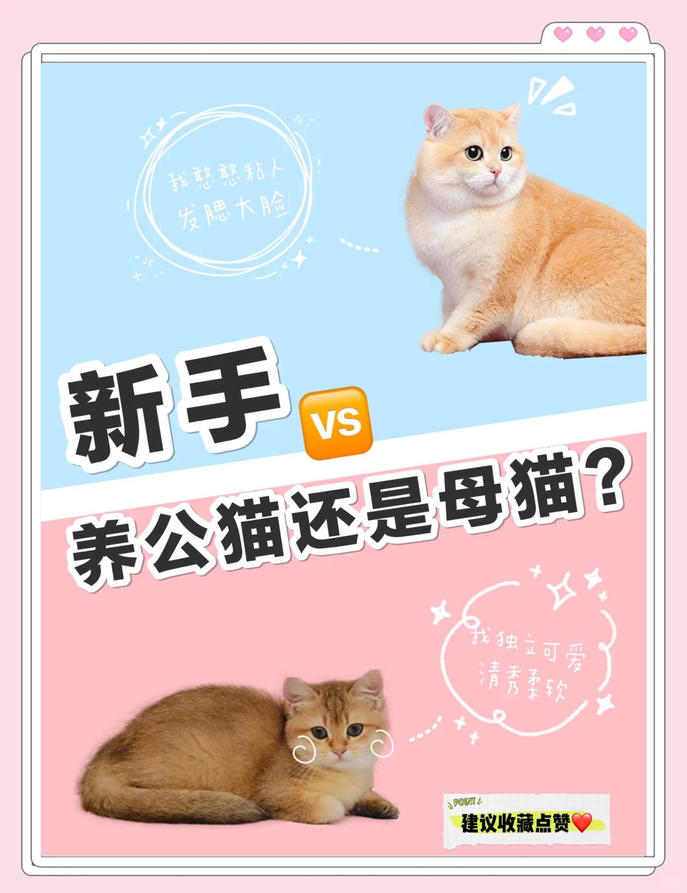 女性养公猫还是母猫好(养猫会吸走女人的运气吗)
