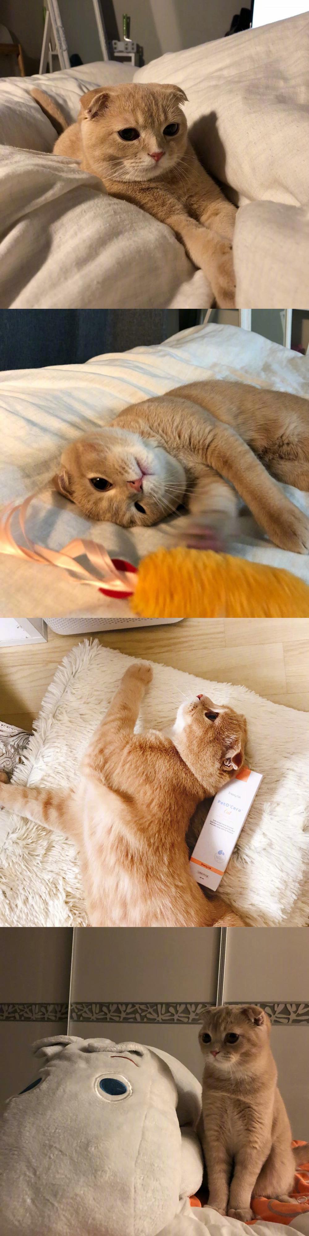 什么是吸猫(什么是吸猫体质)