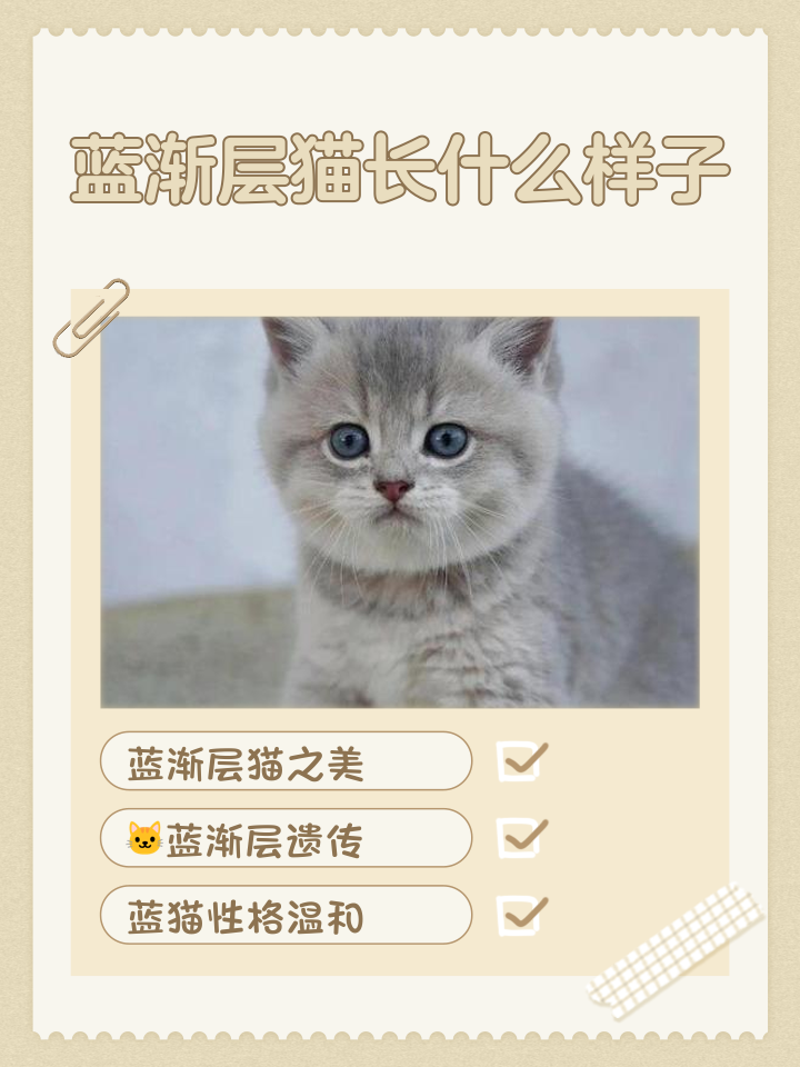蓝猫取什么名字好听(蓝猫最旺最顺口的名字) 蓝猫取什么名字好听(蓝猫最旺最顺口的名字)