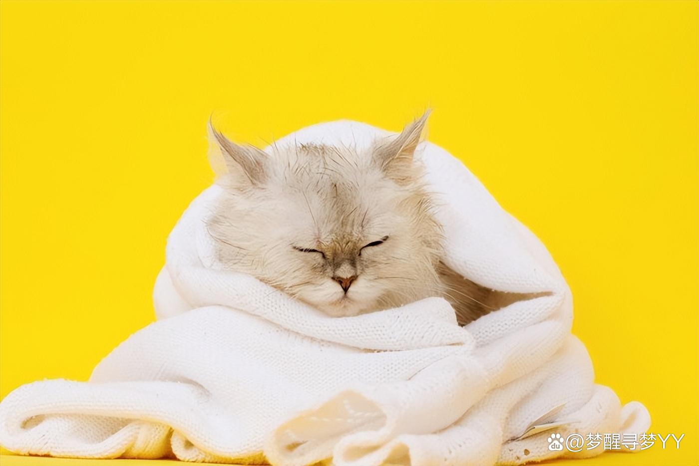 猫耳朵发热是怎么回事啊(猫耳朵发热是怎么回事啊图片) 猫耳朵发热是怎么回事啊(猫耳朵发热是怎么回事啊图片)