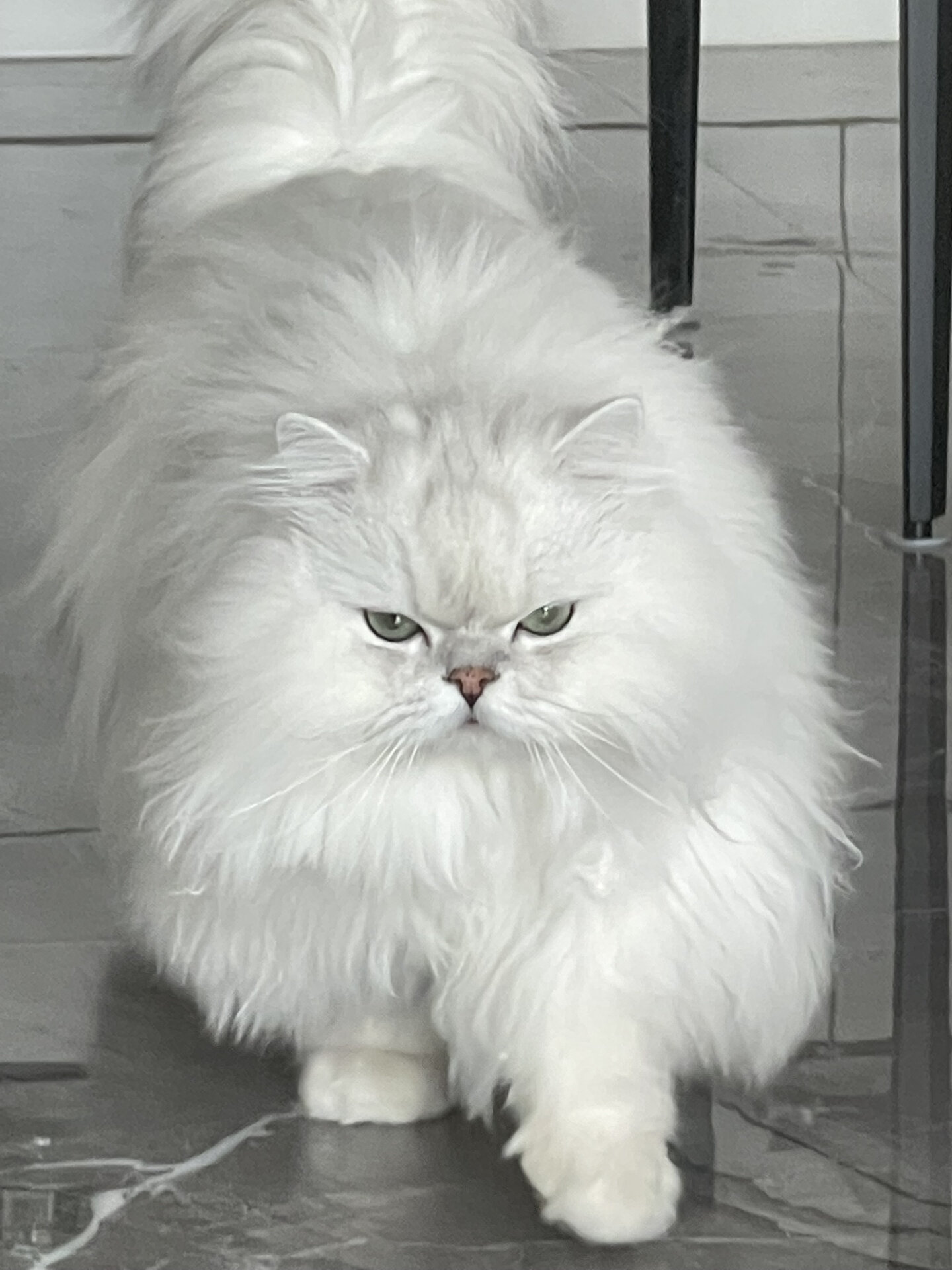 长毛猫品种大全及图片(长毛猫品种大全及图片介绍)