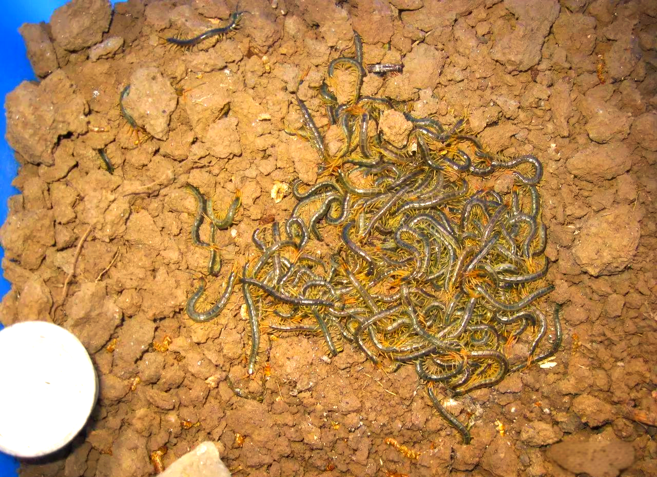 蜈蚣是食肉动物还是食草动物(蜈蚣是食肉动物还是食草动物呢) 蜈蚣是食肉动物还是食草动物(蜈蚣是食肉动物还是食草动物呢)