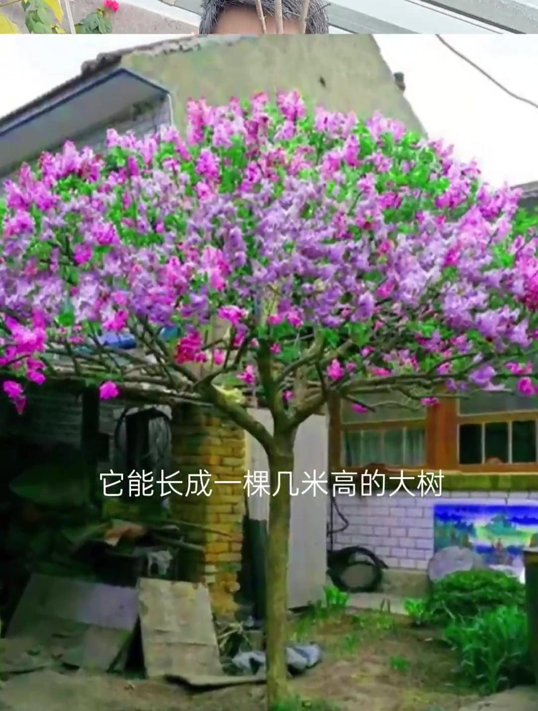 丁香花的越冬方法(丁香花的越冬方法广播剧)
