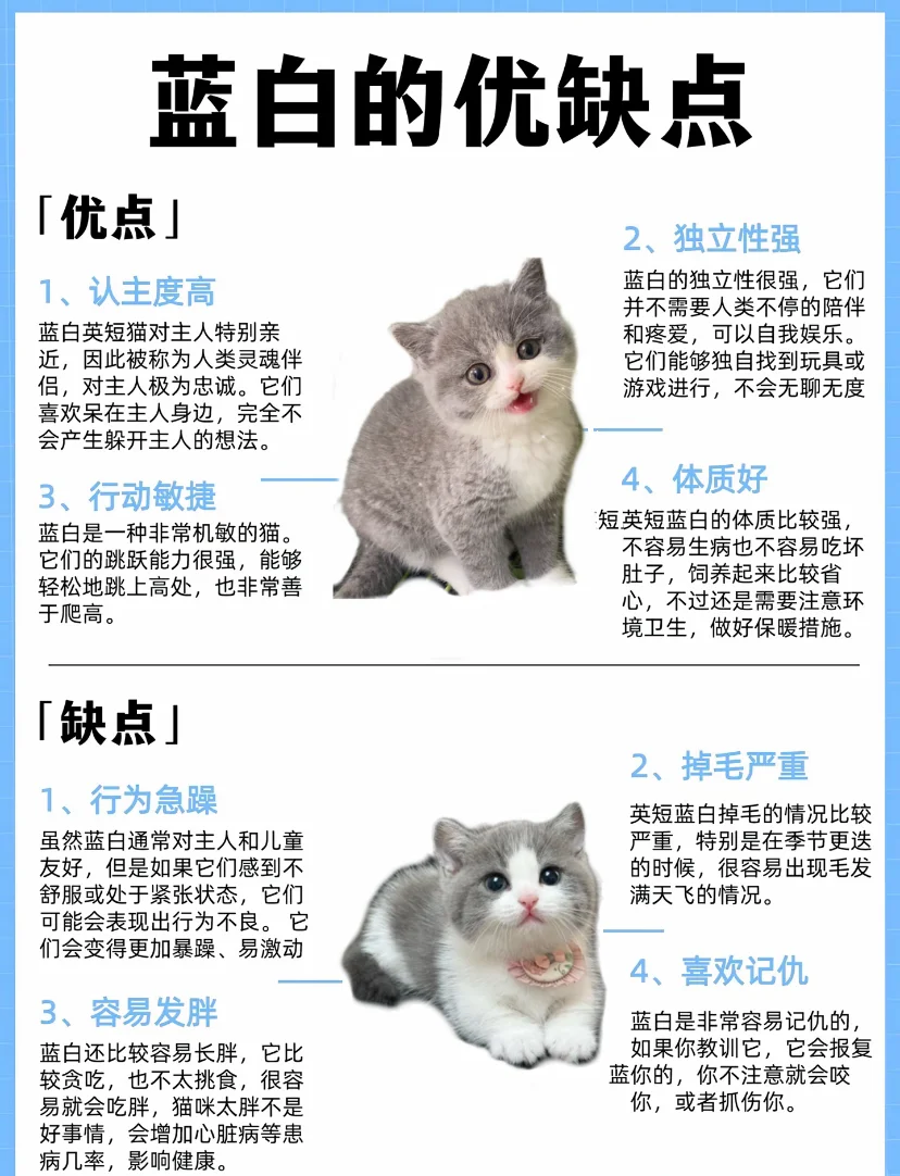 英短蓝白怎么区分串串(蓝白英短串串和纯种的区别)