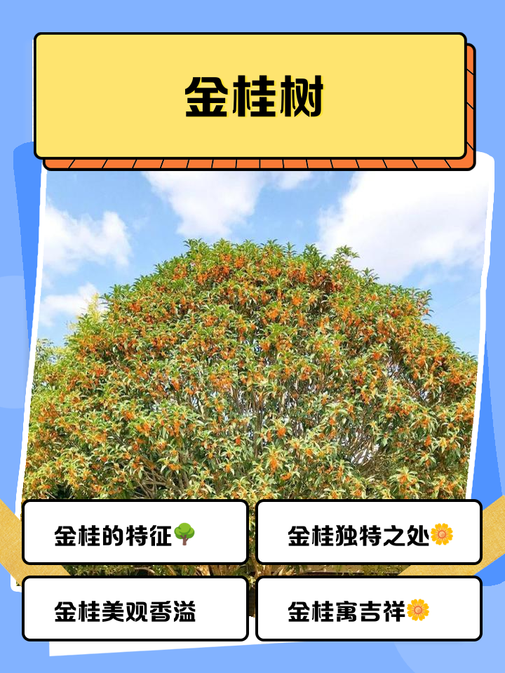 最值钱的树木排名(最值钱的树木排名图片) 最值钱的树木排名(最值钱的树木排名图片)