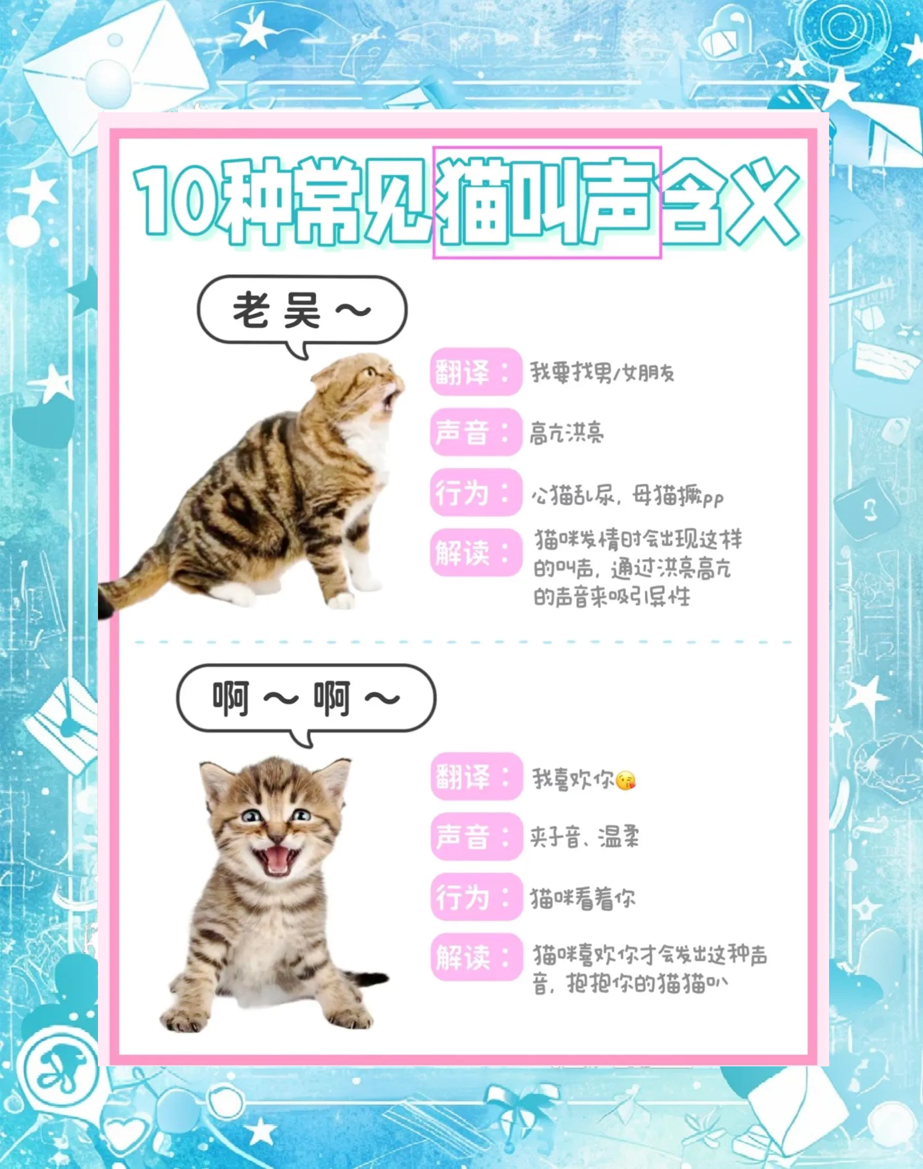 猫咪老叫唤什么原因(猫咪老叫唤什么原因引起的)