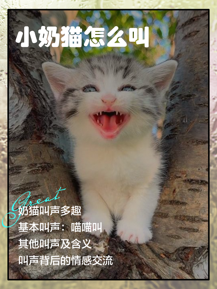 猫咪老叫唤什么原因(猫咪老叫唤什么原因引起的)