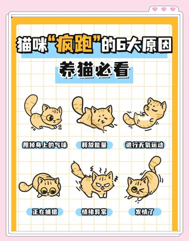 猫咪突然很兴奋到处跑(猫咪突然很兴奋到处跑动)