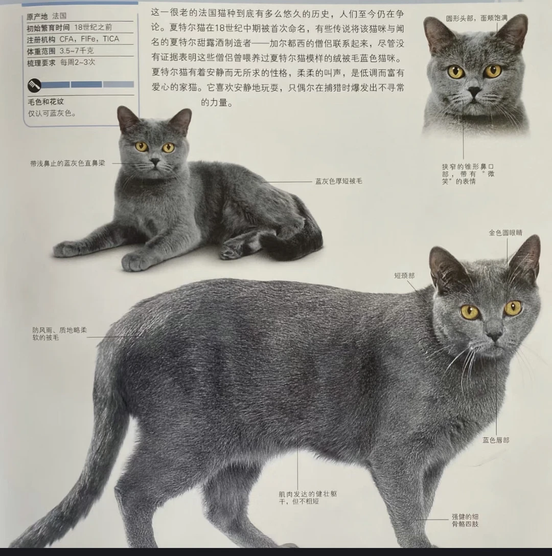 卡尔特猫(卡尔特猫是哪个国家的) 卡尔特猫(卡尔特猫是哪个国家的)