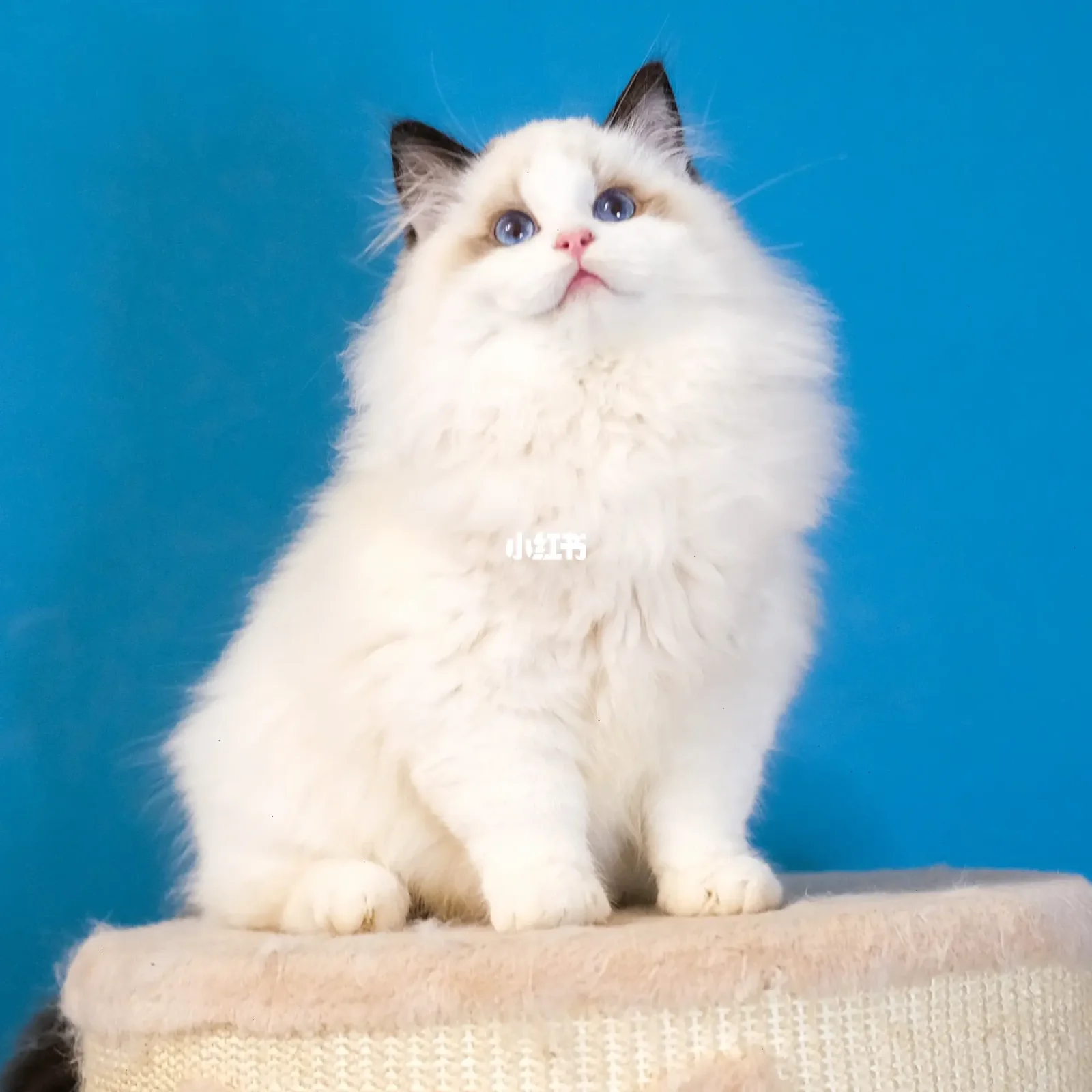 海双布偶猫图片(海双布偶猫图片大全)