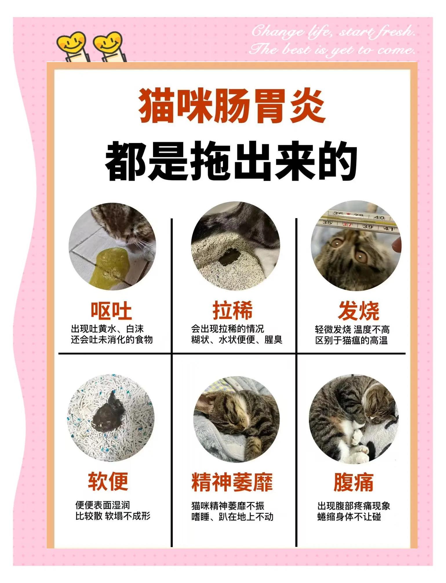 猫吐了一堆软化的猫粮和黄水(猫吐了一堆软化的猫粮需要停食停水吗)
