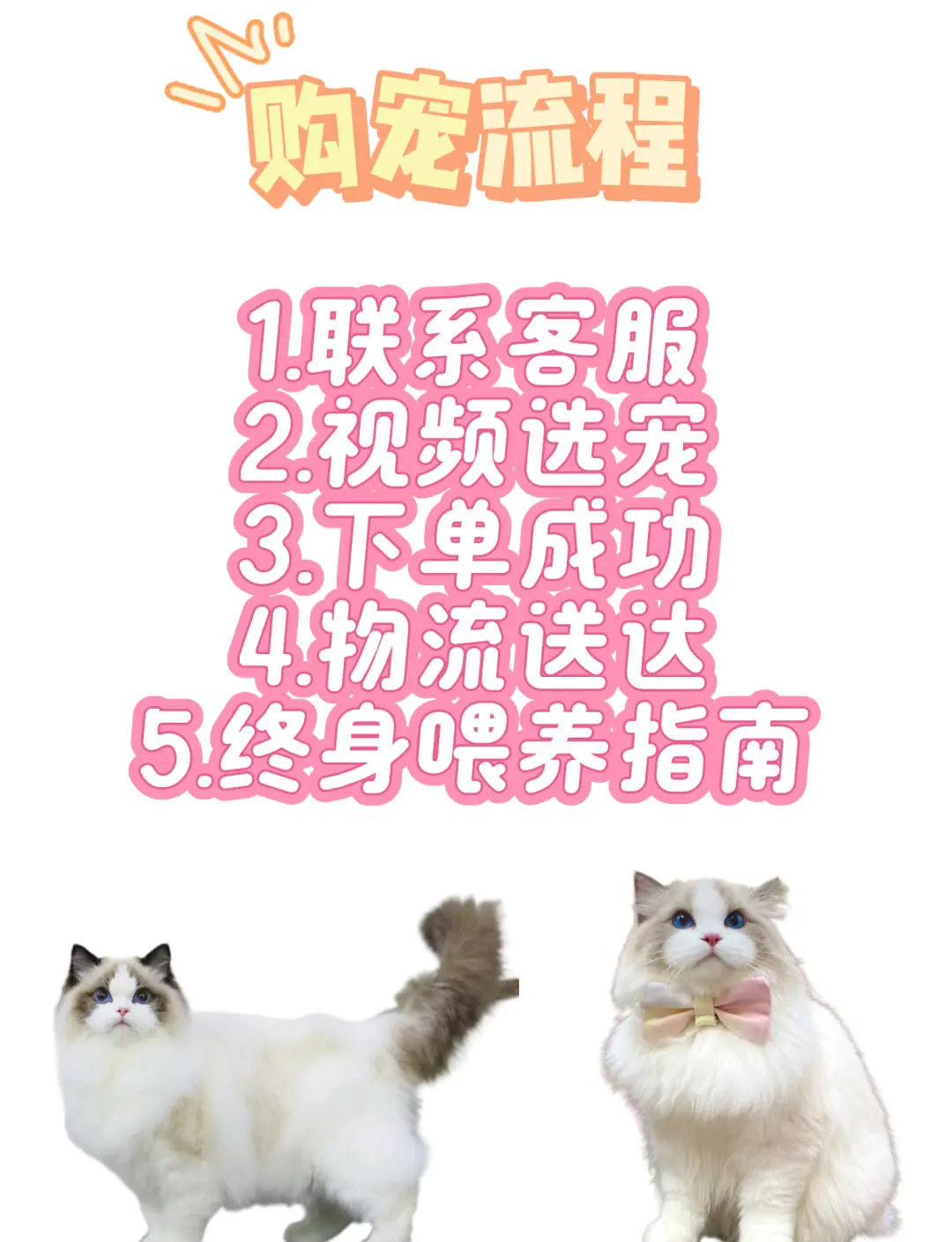 猫价格排名从便宜到贵(猫咪价格排行榜1100名)