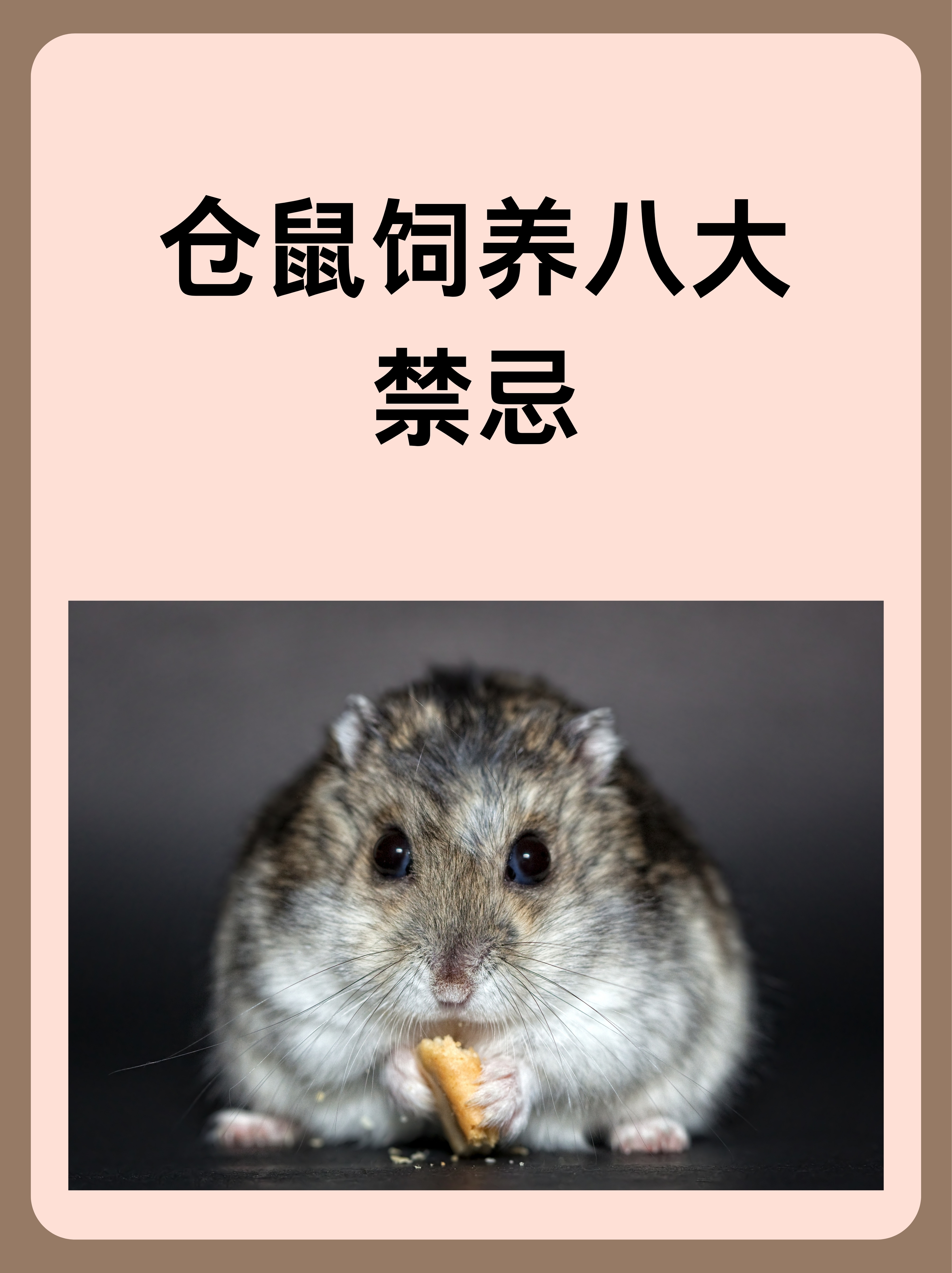 猫吃仓鼠吗(猫和仓鼠能一起养吗) 猫吃仓鼠吗(猫和仓鼠能一起养吗)