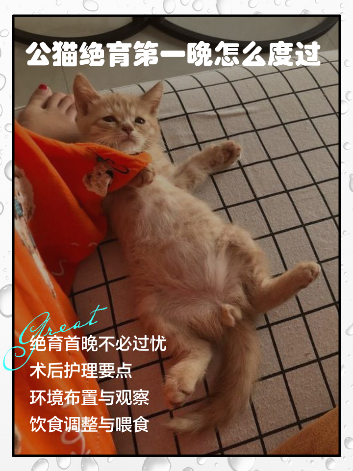 猫做绝育会恨主人吗(猫做绝育会恨主人吗为什么) 猫做绝育会恨主人吗(猫做绝育会恨主人吗为什么)