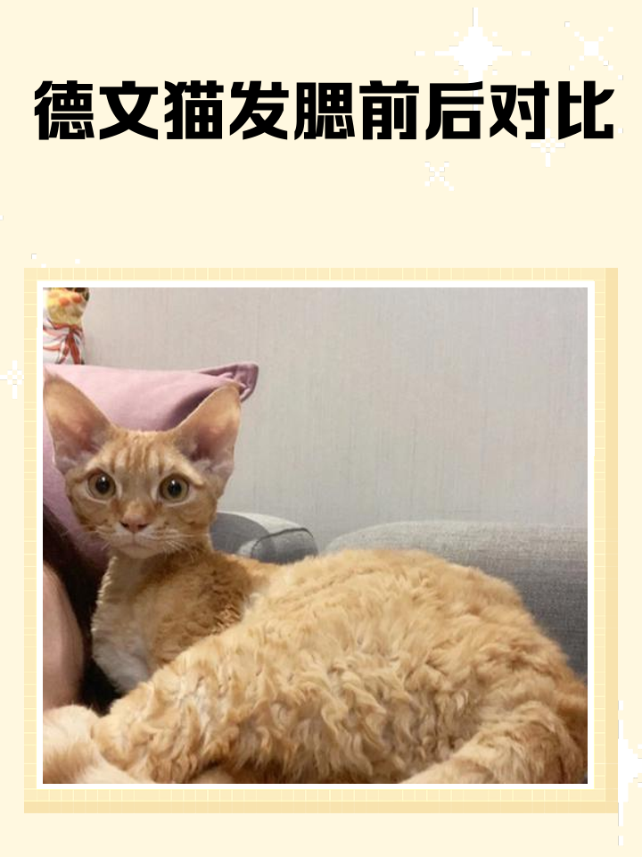 猫咪发腮的黄金时期(猫发腮的黄金期是什么时候)