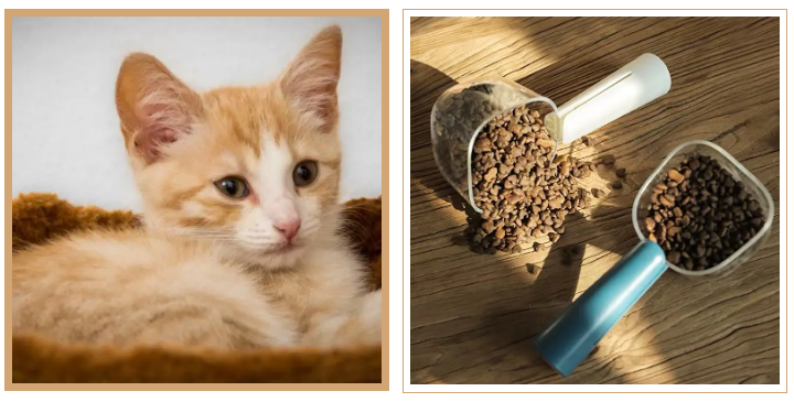 猫咪发腮的黄金时期(猫发腮的黄金期是什么时候) 猫咪发腮的黄金时期(猫发腮的黄金期是什么时候)