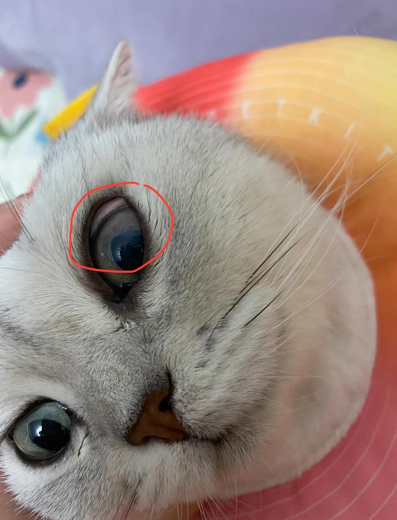 猫眼睛流脓一样的眼屎用什么药(猫眼睛流脓一样的眼屎是怎么回事)