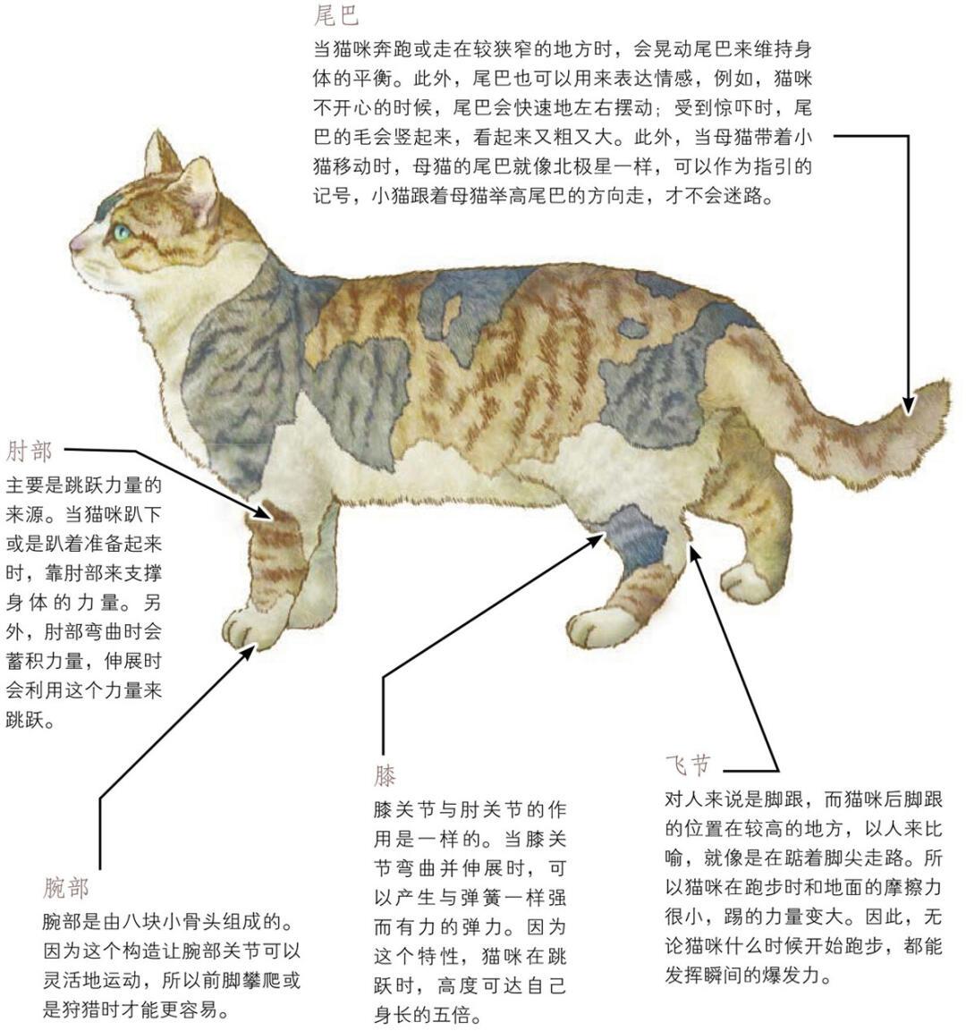 描写小猫的外形特点(描写小猫的外形特点二年级)