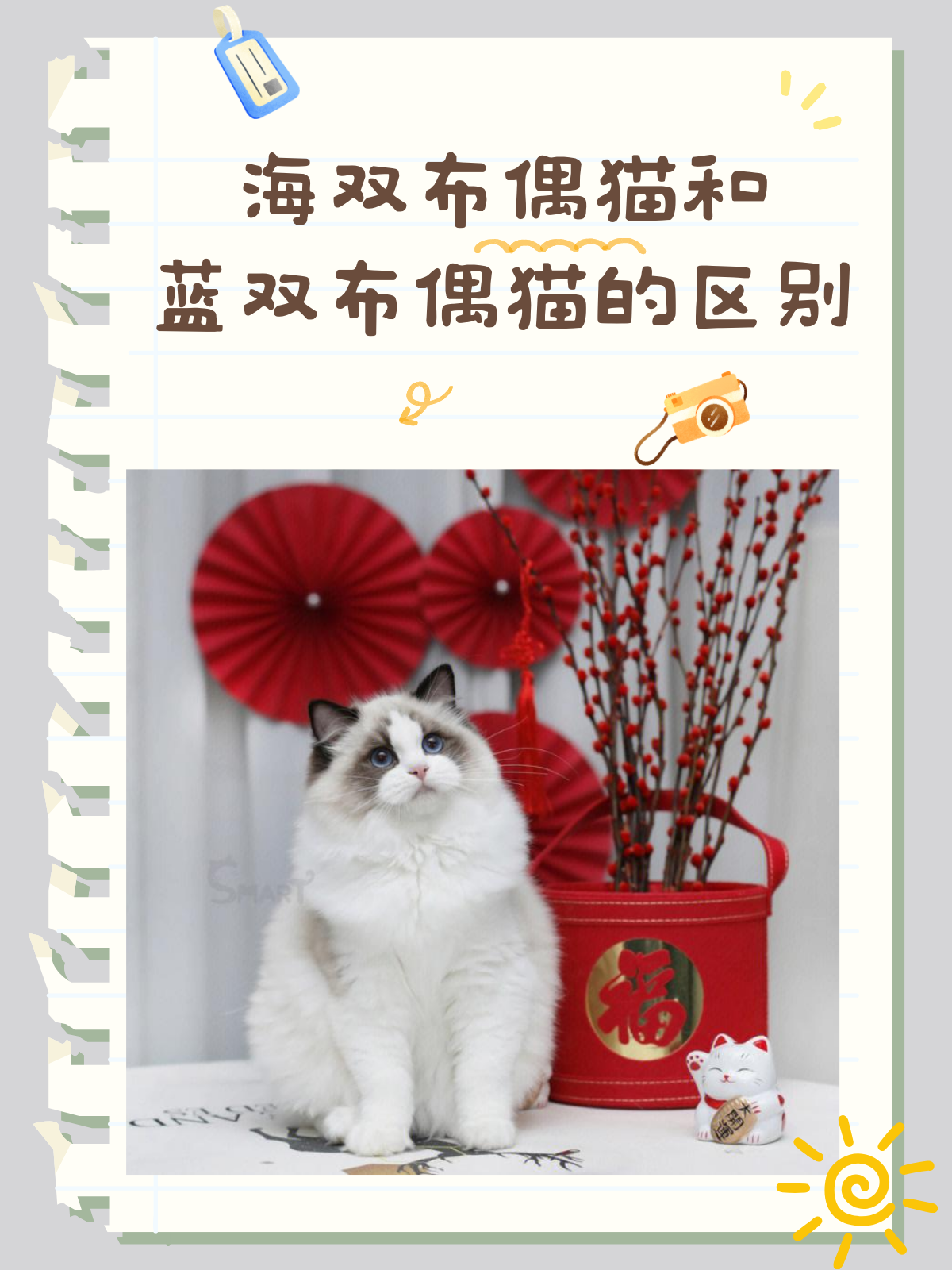 布偶蓝双和海双怎么区分(布偶蓝双和海双是什么意思)