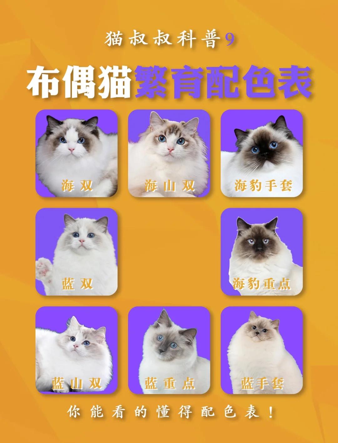 布偶蓝双和海双怎么区分(布偶蓝双和海双是什么意思) 布偶蓝双和海双怎么区分(布偶蓝双和海双是什么意思)