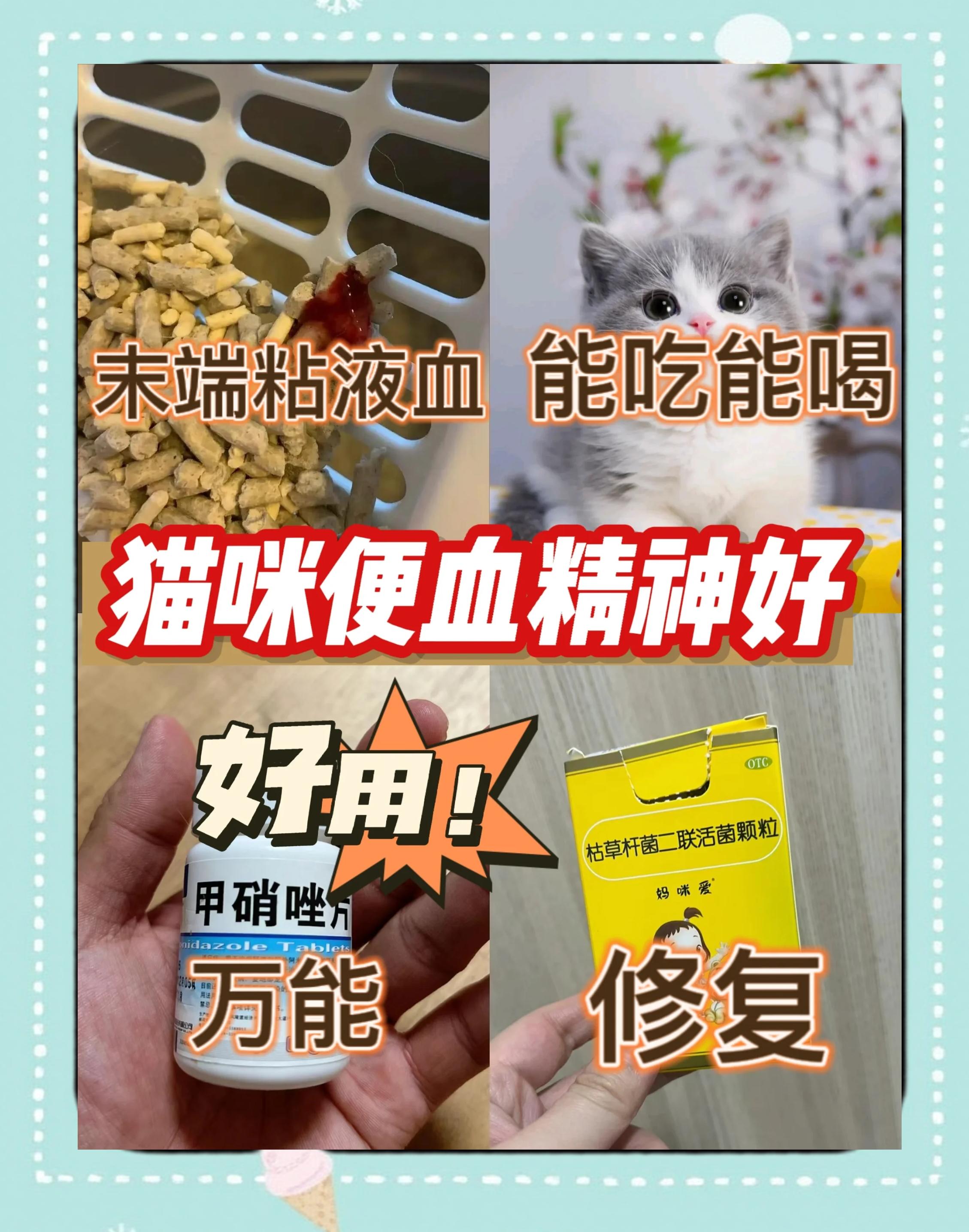 猫咪一直拉稀但是精神很好怎么办(猫咪一直拉稀但是精神很好怎么办啊) 猫咪一直拉稀但是精神很好怎么办(猫咪一直拉稀但是精神很好怎么办啊)