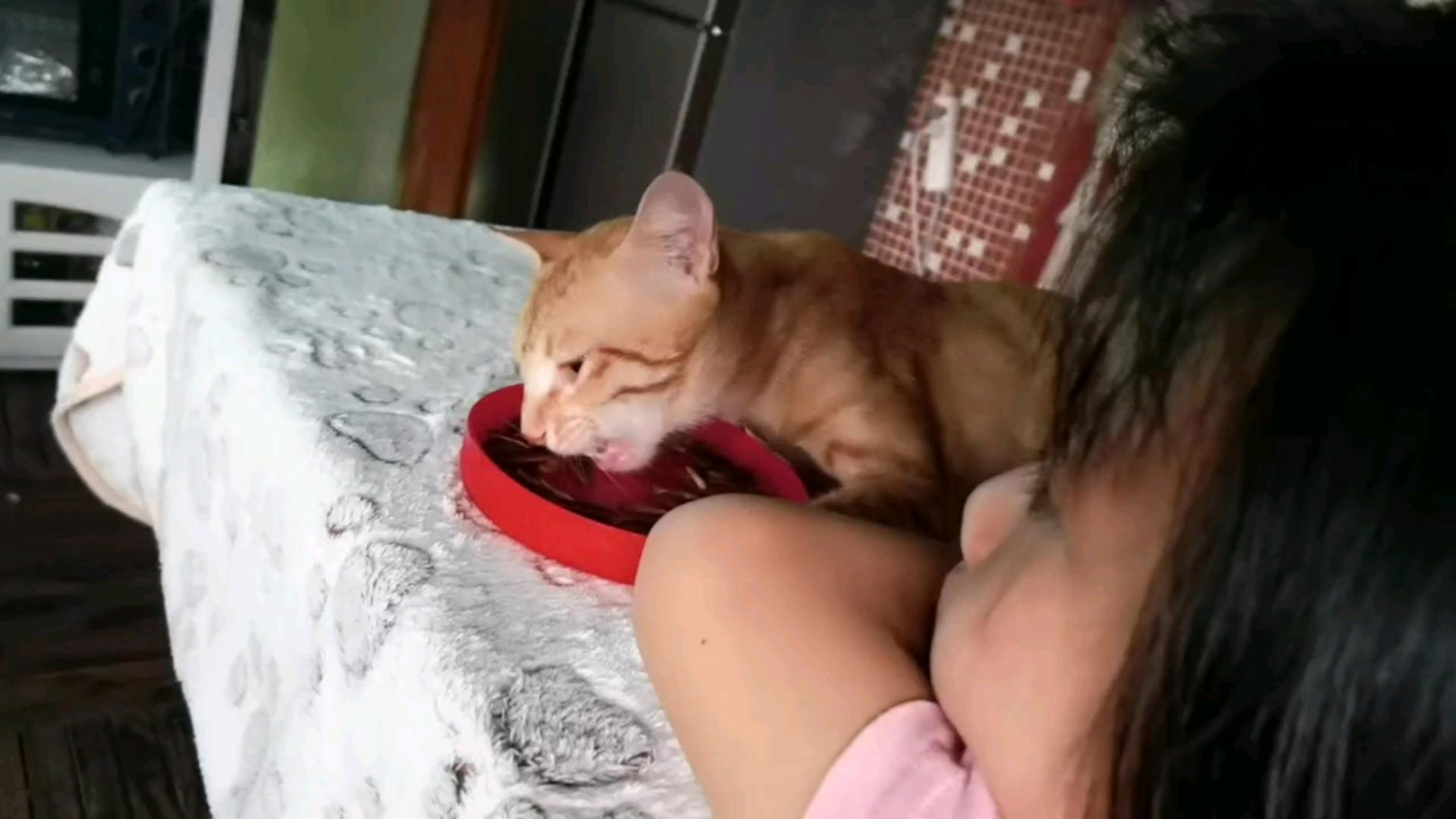 包含猫能吃瓜子仁吗的词条 包含猫能吃瓜子仁吗的词条