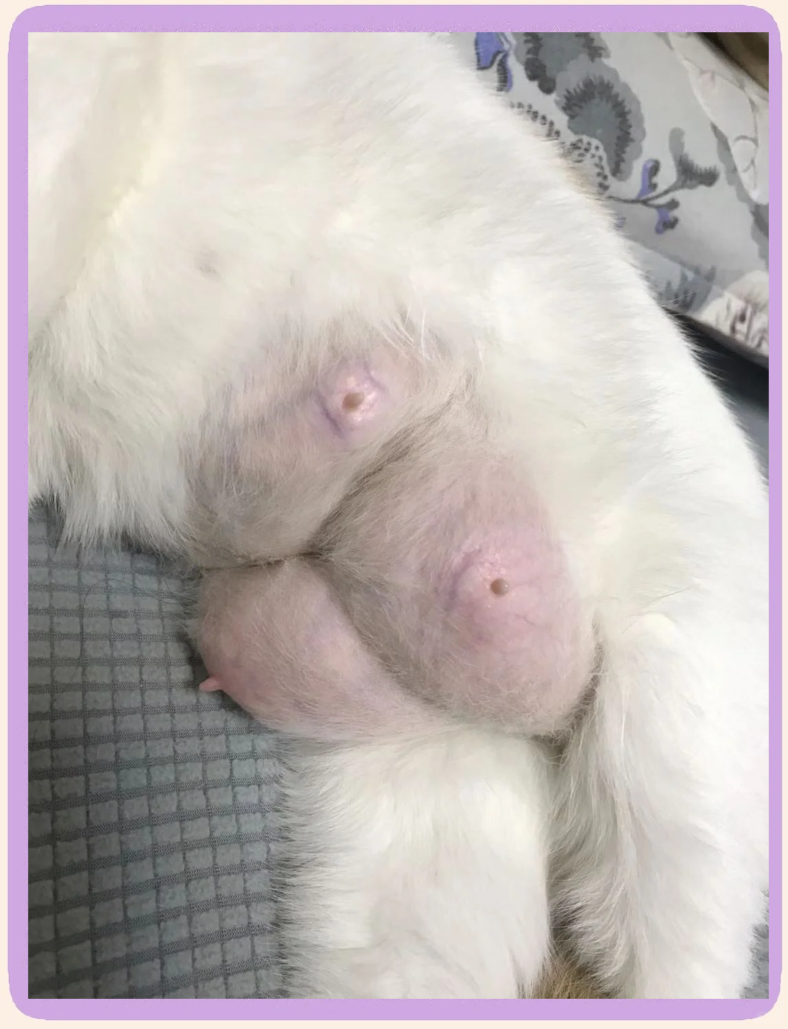 母猫乳房里面特别大硬块(母猫乳房里面特别大硬块是什么)
