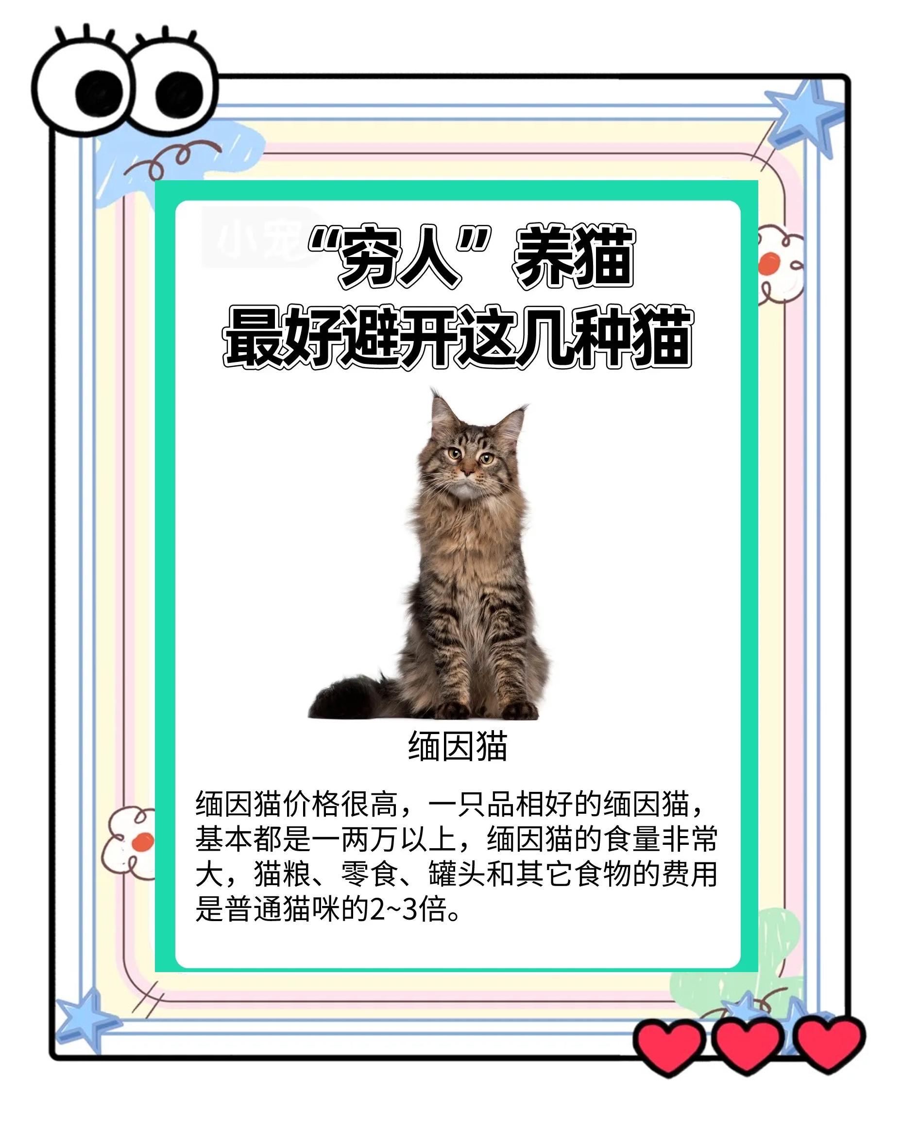 为什么养猫就没有蟑螂(家里有蟑螂怎么彻底消灭)
