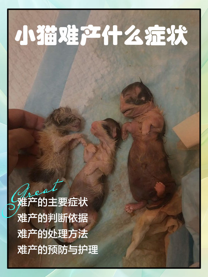 母猫难产的表现(母猫难产母猫会死吗)