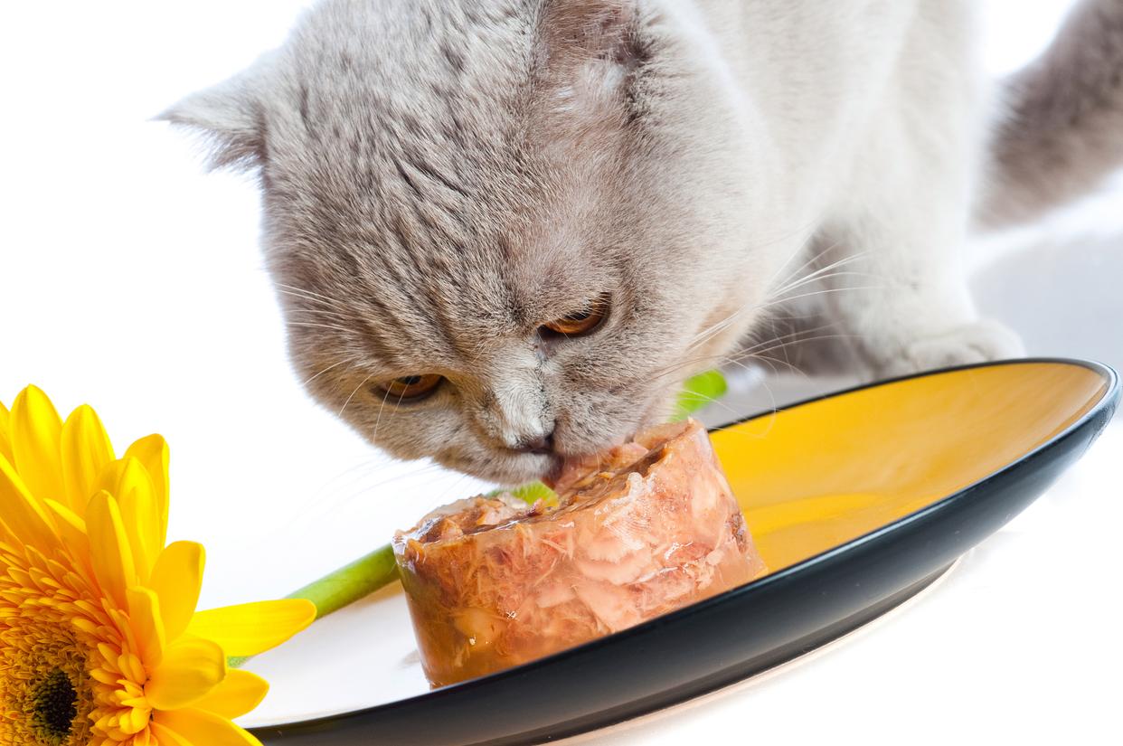 猫咪可以吃猪肉吗(猫咪吃猪肉吗会怎么样) 猫咪可以吃猪肉吗(猫咪吃猪肉吗会怎么样)