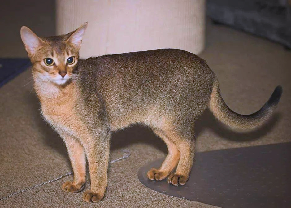 名贵猫品种图片(名贵猫和普通猫的区别) 名贵猫品种图片(名贵猫和普通猫的区别)