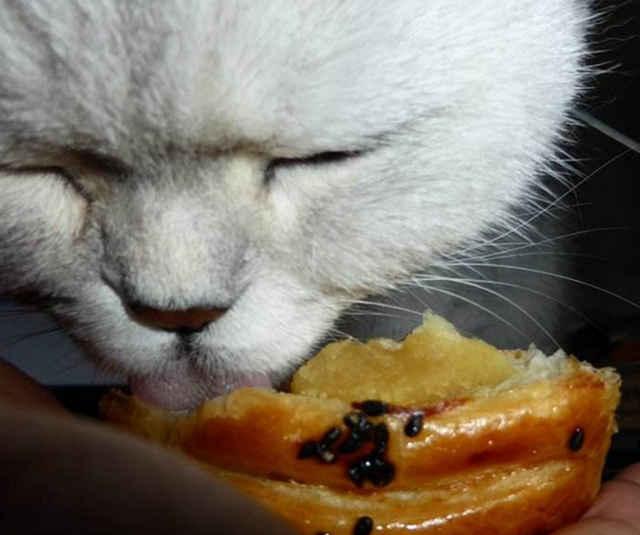 猫能不能吃奶油(猫可不可以吃奶油) 猫能不能吃奶油(猫可不可以吃奶油)