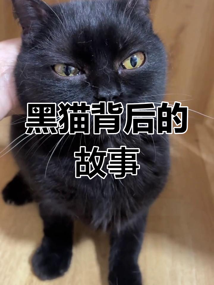 黑色英短猫多少钱一只(黑色英短猫多少钱一只图片)