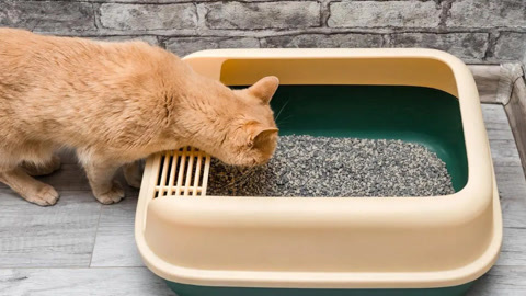 猫砂可以冲进马桶吗(买不起猫砂用什么代替)