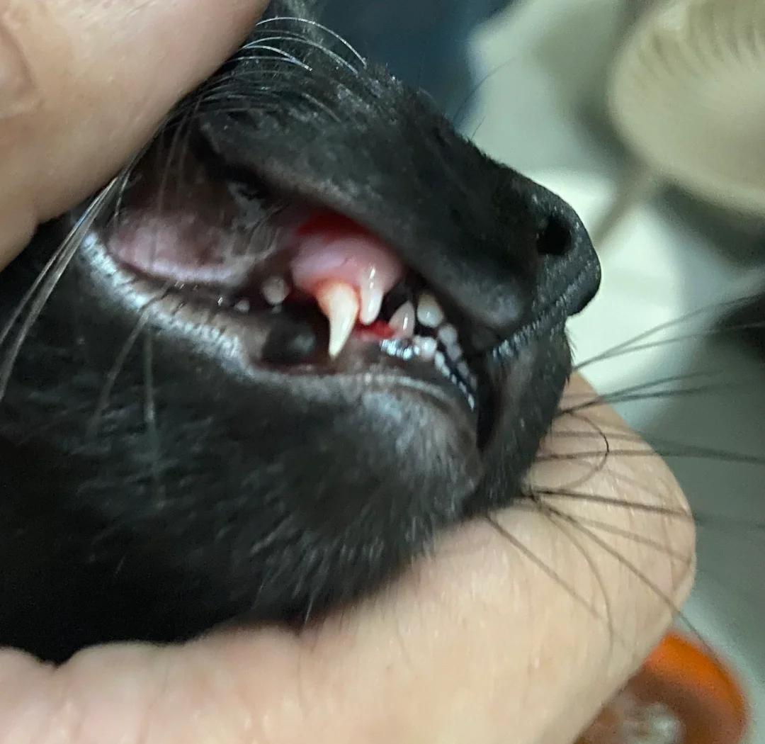 猫咪换牙有什么症状(猫咪换牙有什么症状表现) 猫咪换牙有什么症状(猫咪换牙有什么症状表现)