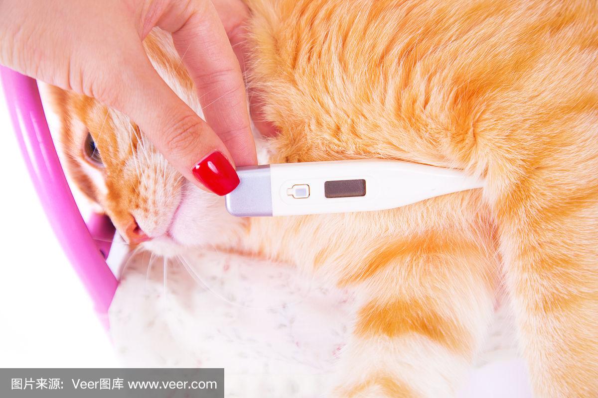猫的体温正常是多少度(猫的体温正常是多少度左右)