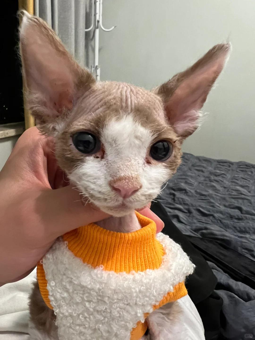 猫的正常体温是多少度(猫瘟17天表现症状图) 猫的正常体温是多少度(猫瘟17天表现症状图)