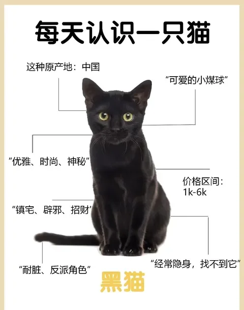 乌云盖雪猫进屋寓意(乌云盖雪猫又叫招财猫吗) 乌云盖雪猫进屋寓意(乌云盖雪猫又叫招财猫吗)
