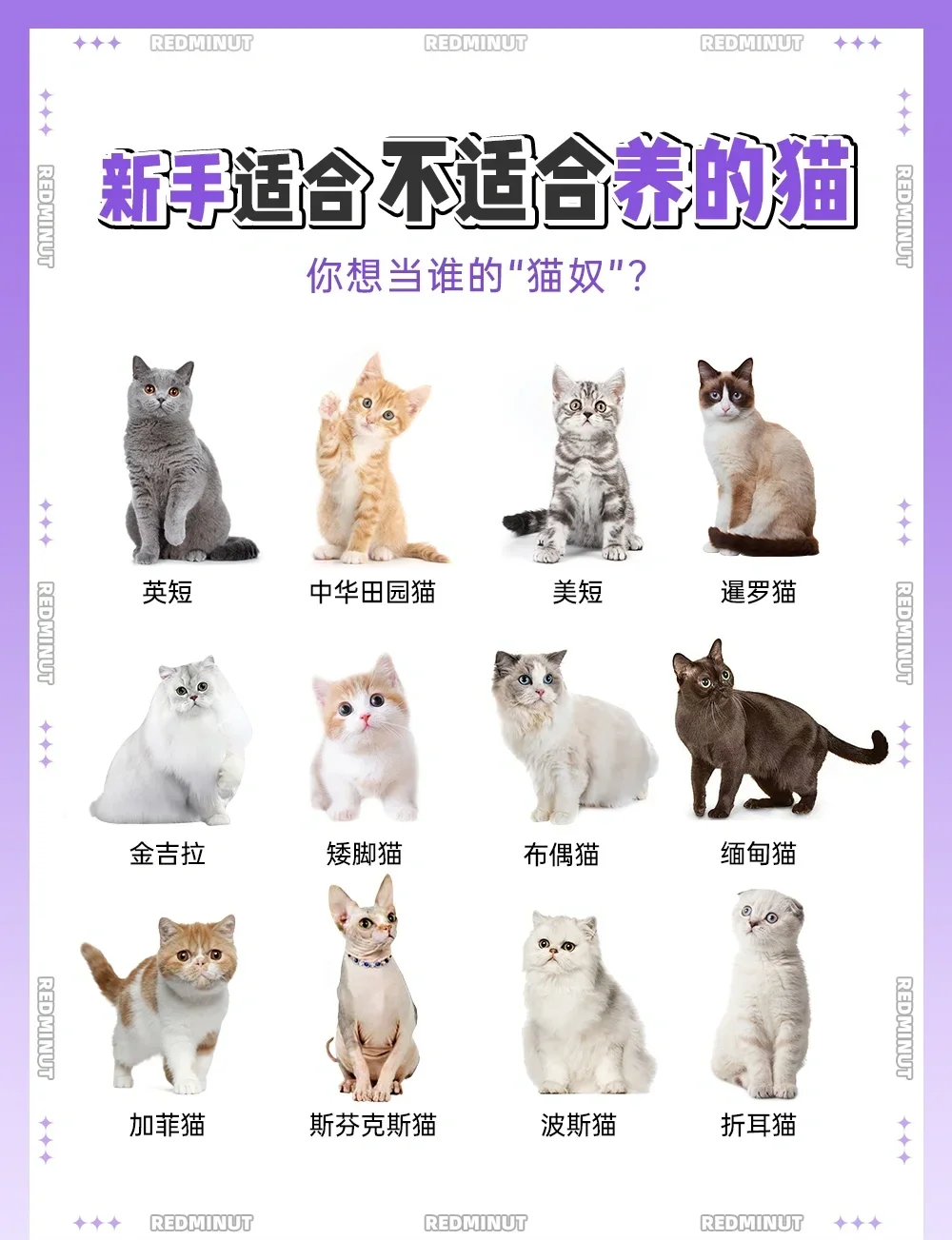 折耳猫价格(折耳猫价格表一览)