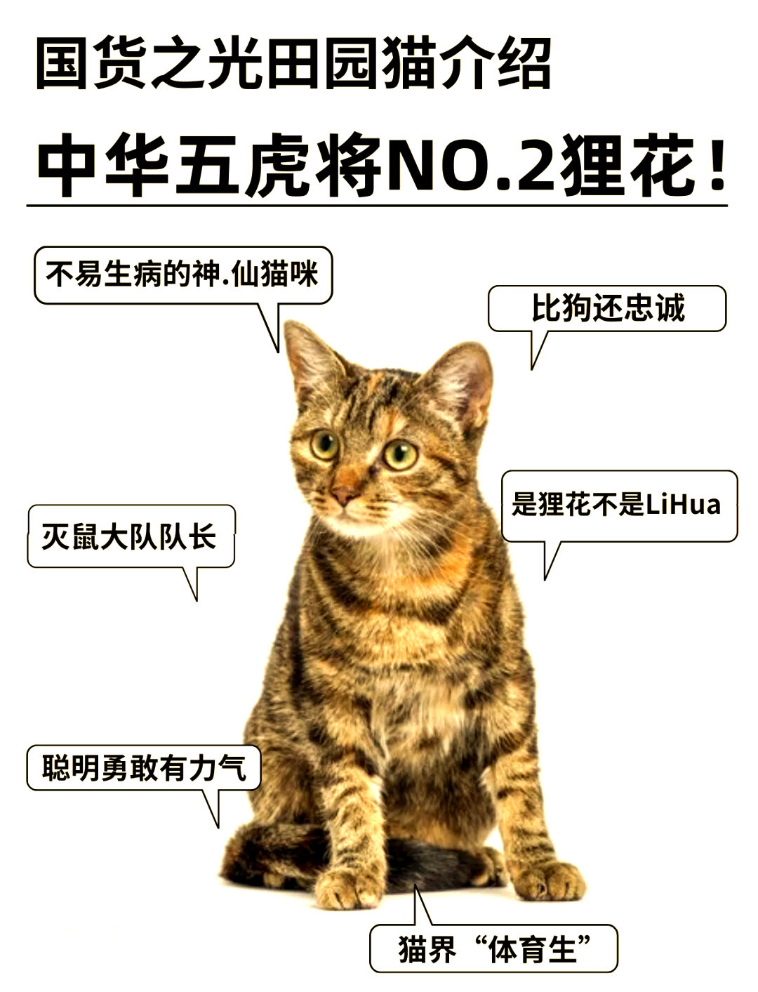 狸花猫是什么品种(灰色狸花猫是什么品种)