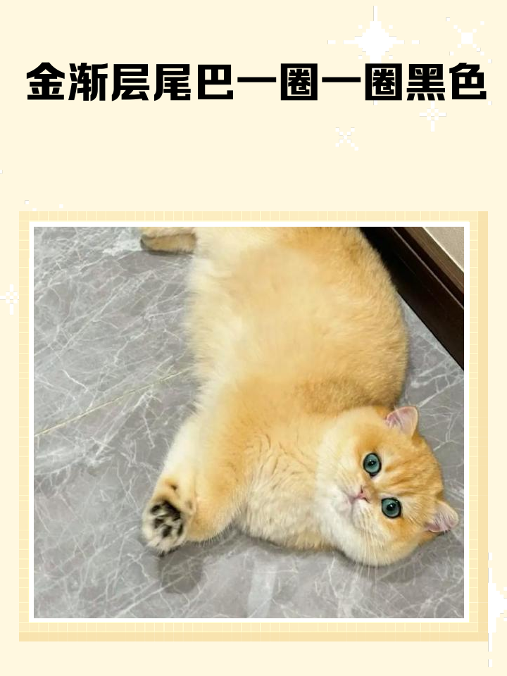 金渐层猫贵贱看尾巴(金渐层猫贵贱看尾巴什么是环尾) 金渐层猫贵贱看尾巴(金渐层猫贵贱看尾巴什么是环尾)