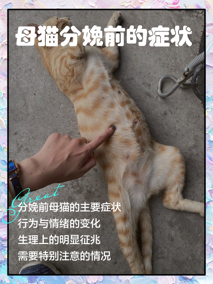 猫咪生产过程要多久(猫猫生产需要多长时间)