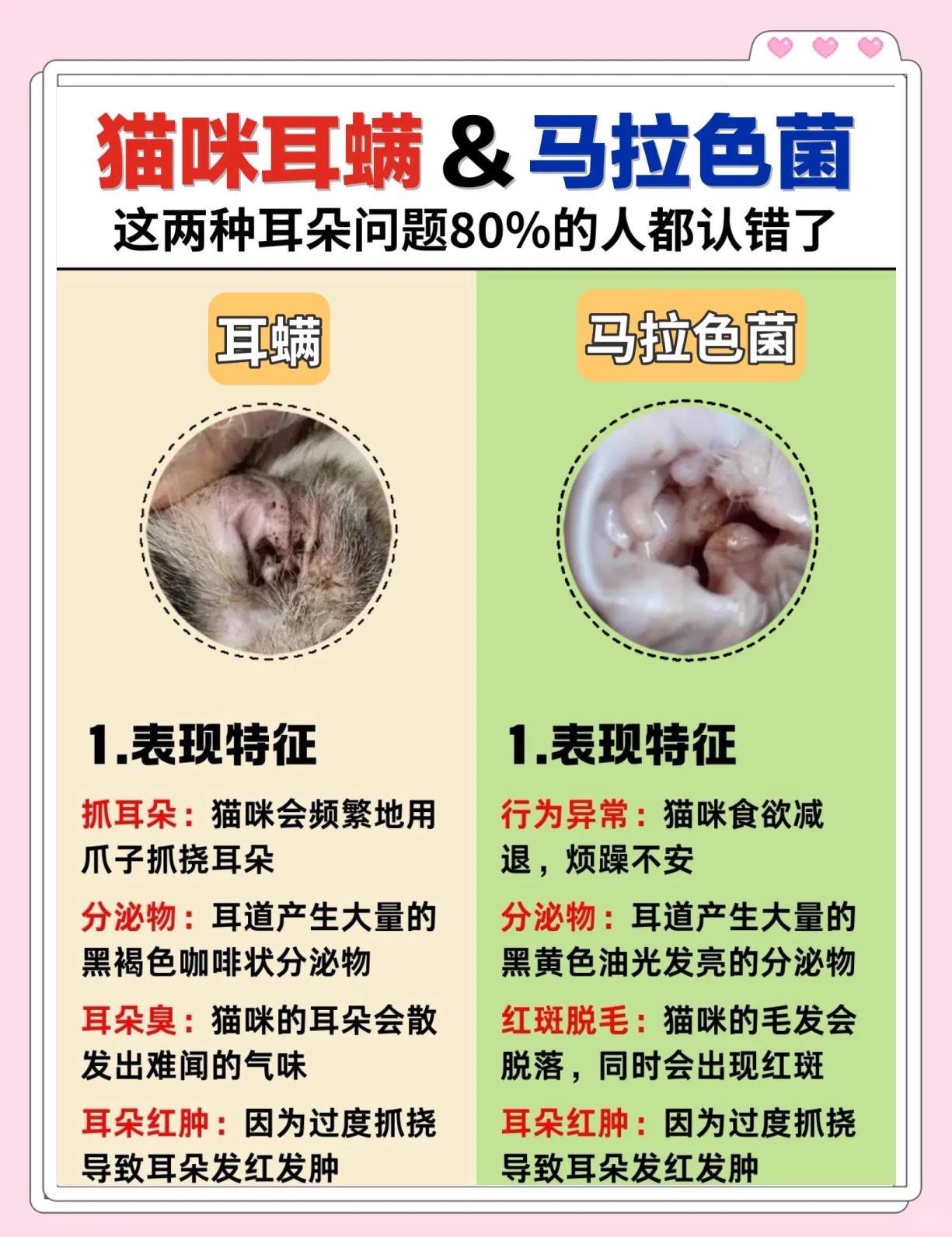 猫耳螨的症状(猫耳螨症状表现)