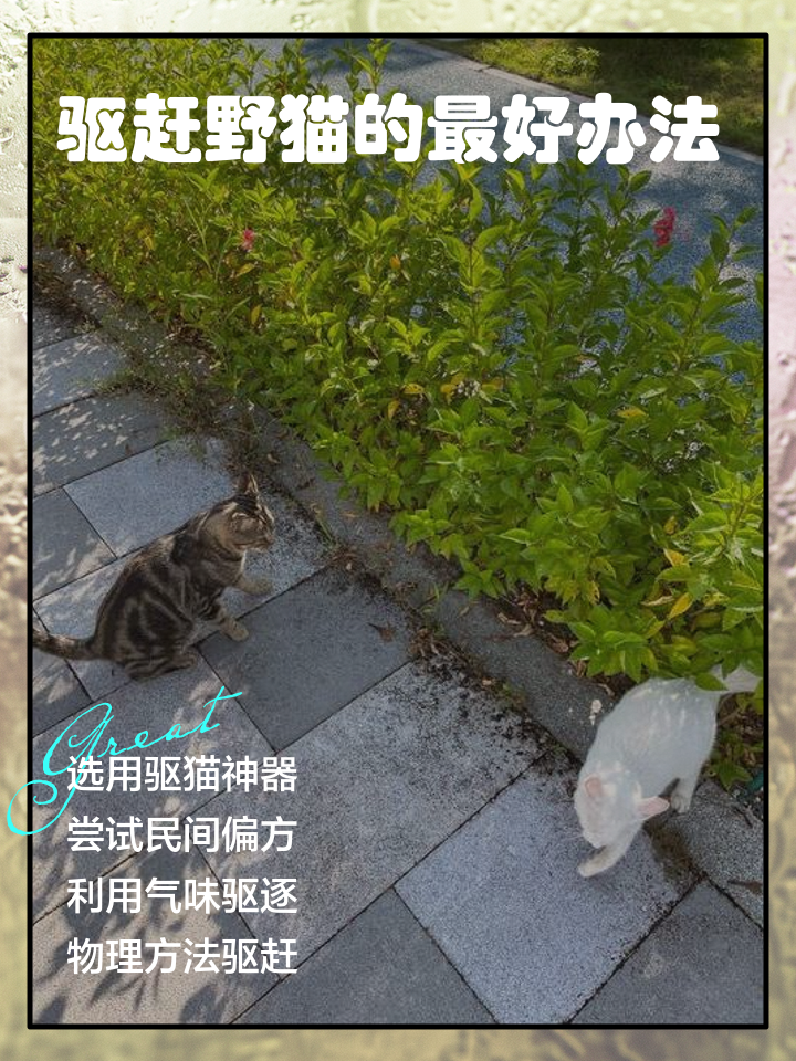 野猫进家有什么预兆(黄色野猫进家有什么预兆)