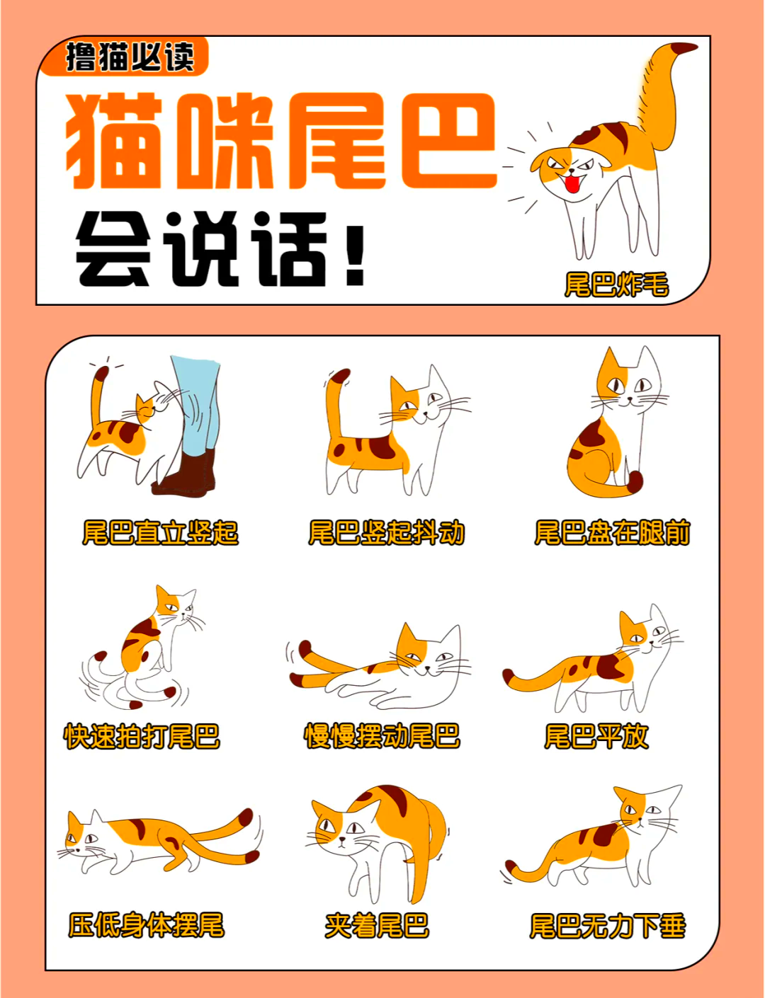 猫竖起尾巴是什么意思(猫竖起尾巴是什么意思网络用语)