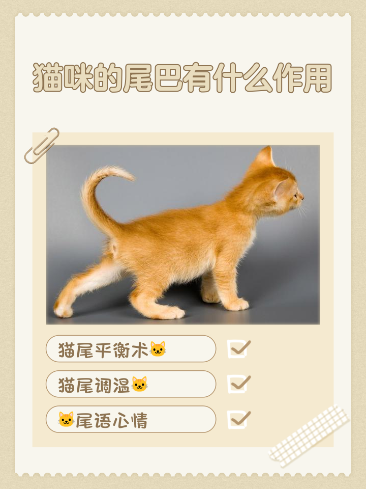 猫竖起尾巴是什么意思(猫竖起尾巴是什么意思网络用语)